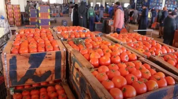 ارتفاع أسعار الطماطم في سوق العبور تزامنًا مع نقص المعروض بالأسواق المحلية